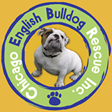Chicago English Bulldog logo