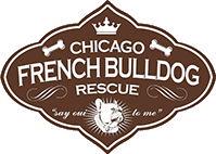 Chicago French Bulldog logo