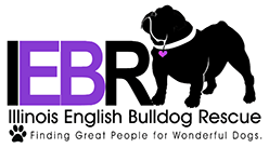 Illinois English Bulldog logo